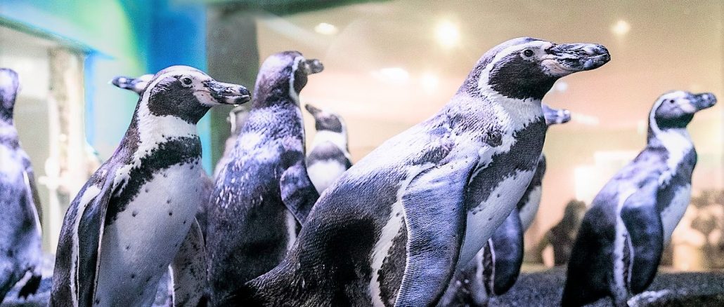 Acuario Mazatlán alberga y protege a los pingüinos de Humboldt Spheniscus humboldti en el Centro de Conservación 2022