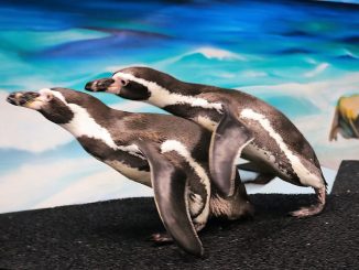 Acuario Mazatlán alberga y protege a los pingüinos de Humboldt Spheniscus humboldti en el Centro de Conservación 2022 2