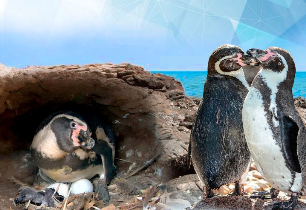 Acuario Mazatlán alberga y protege a los pingüinos de Humboldt Spheniscus humboldti en el Centro de Conservación 2022 4