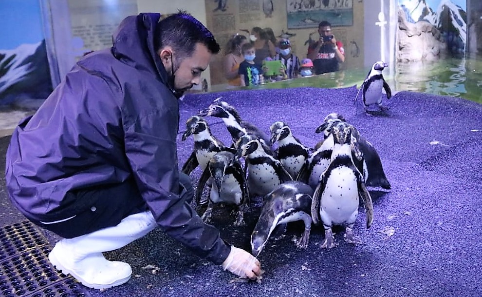 Acuario Mazatlán alberga y protege a los pingüinos de Humboldt Spheniscus humboldti en el Centro de Conservación 2022 6