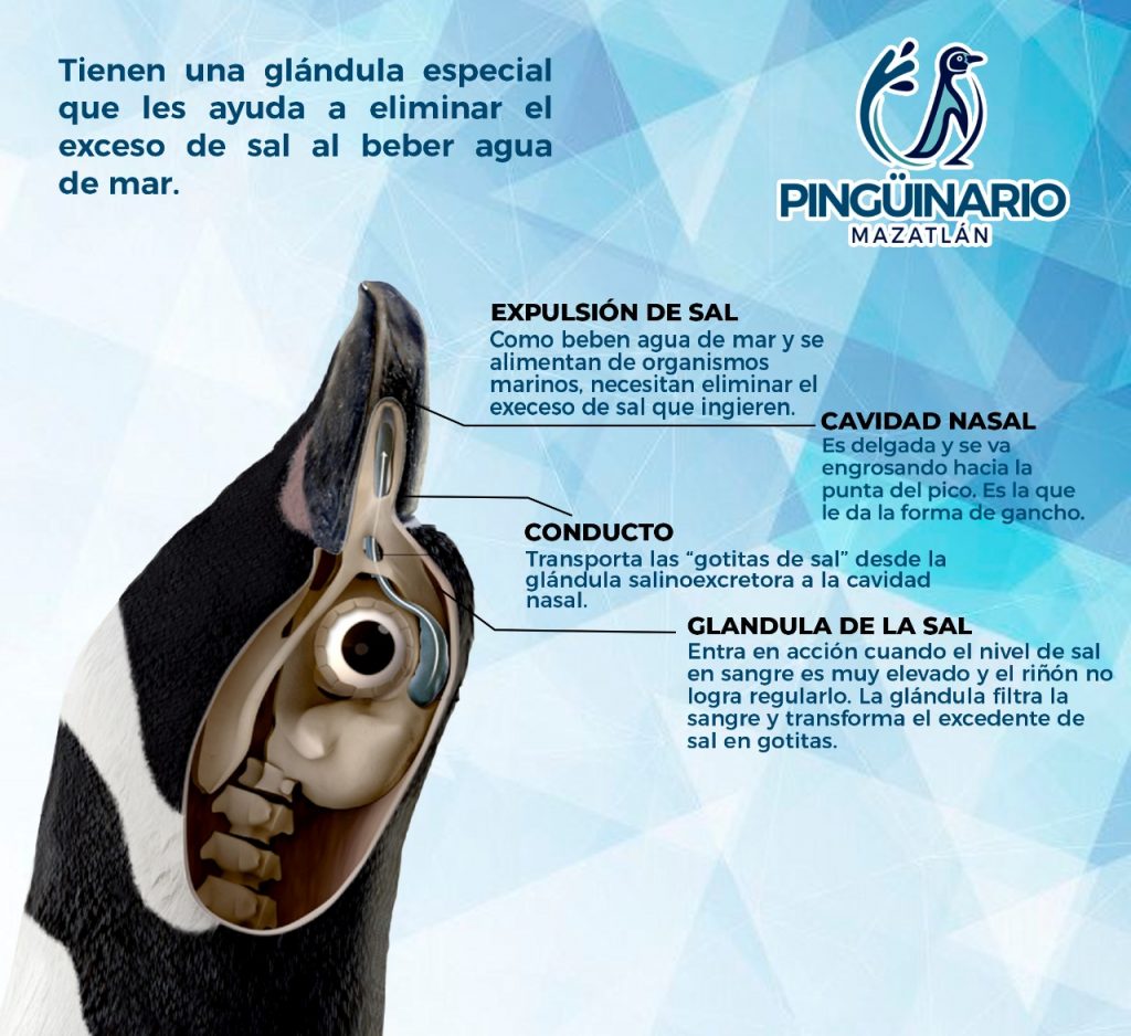 Fichas Técnicas pingüinario Acuario Mazatlán 2022 (11)