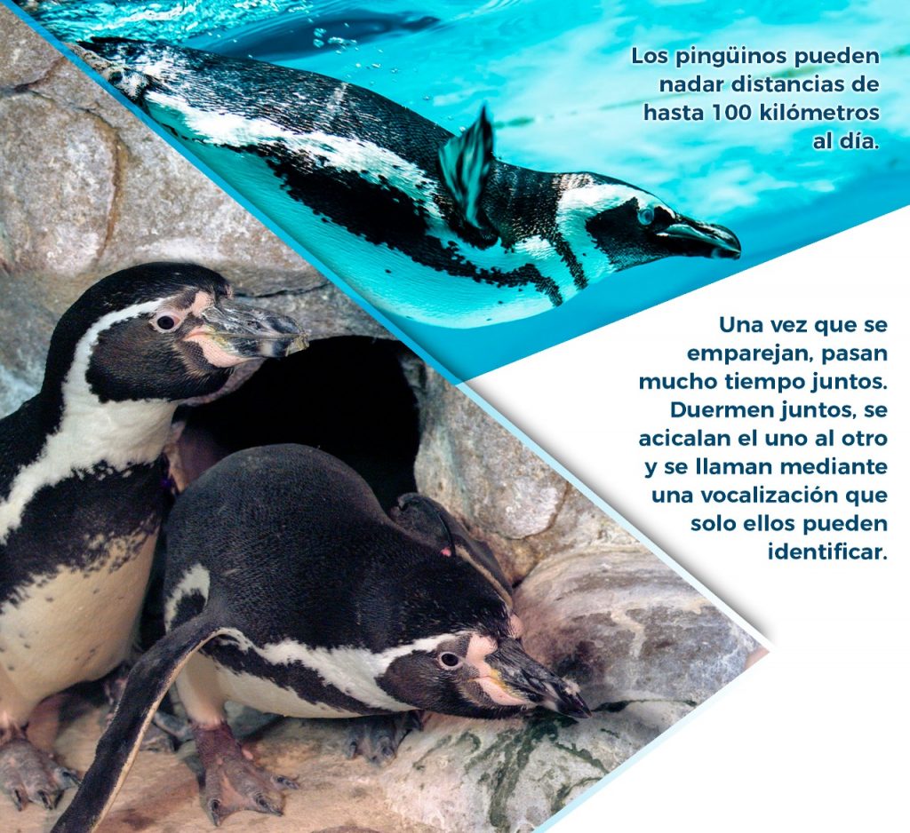 Fichas Técnicas pingüinario Acuario Mazatlán 2022 (12)