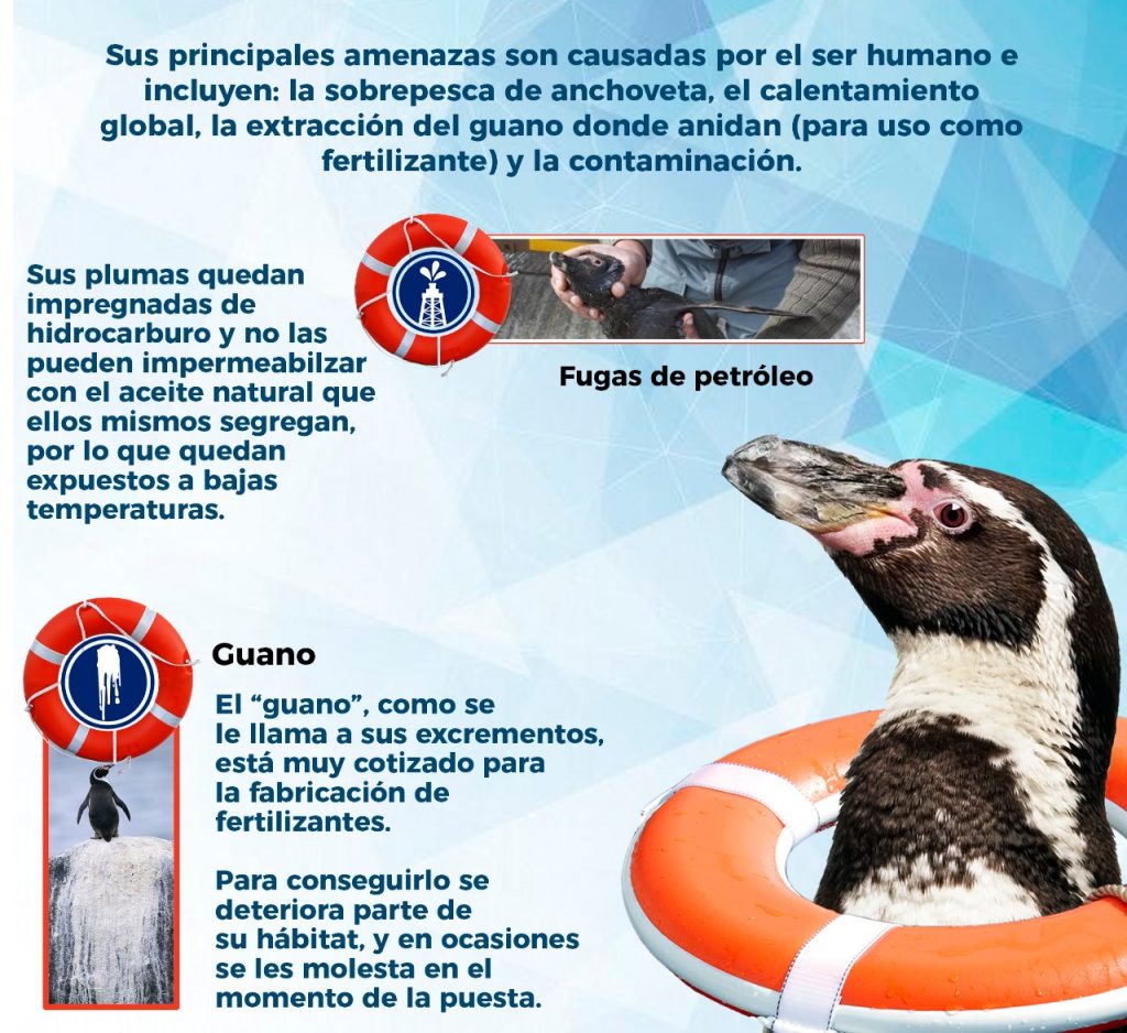 Fichas Técnicas pingüinario Acuario Mazatlán 2022 (14)