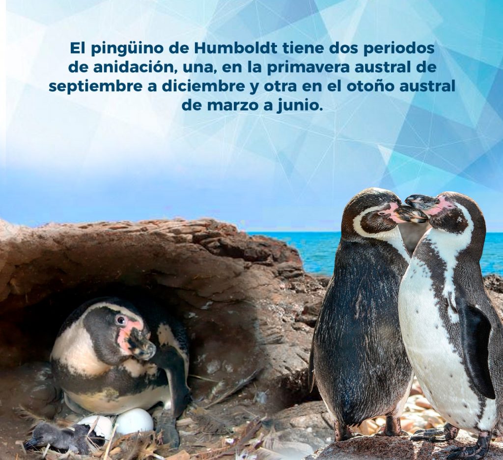 Fichas Técnicas pingüinario Acuario Mazatlán 2022 (15)