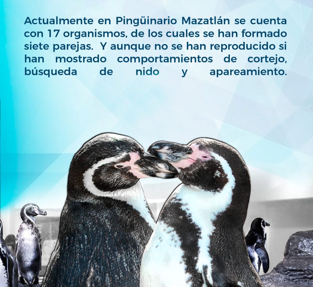 Fichas Técnicas pingüinario Acuario Mazatlán 2022 (16)