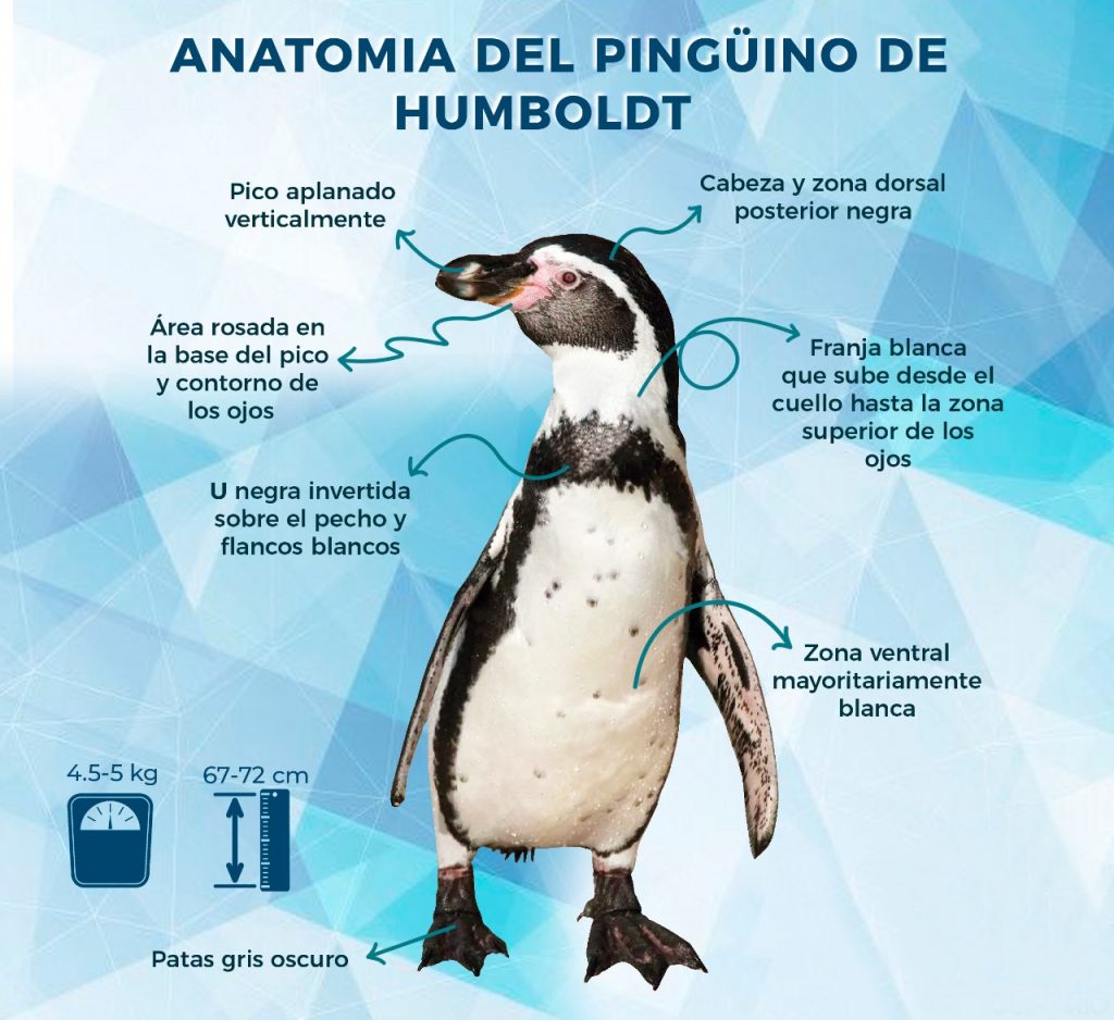 Fichas Técnicas pingüinario Acuario Mazatlán 2022 (5)