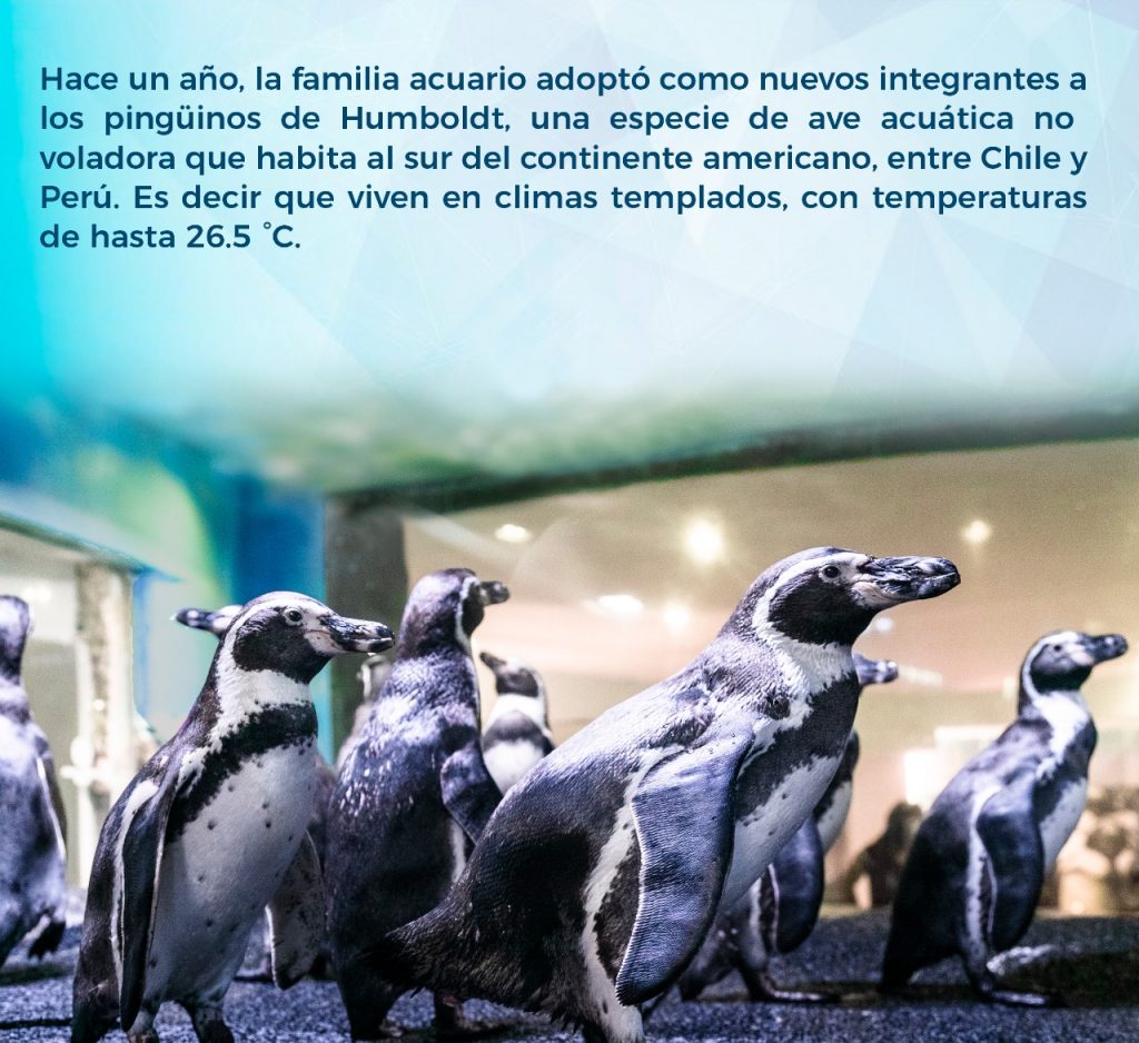 Fichas Técnicas pingüinario Acuario Mazatlán 2022 (7)
