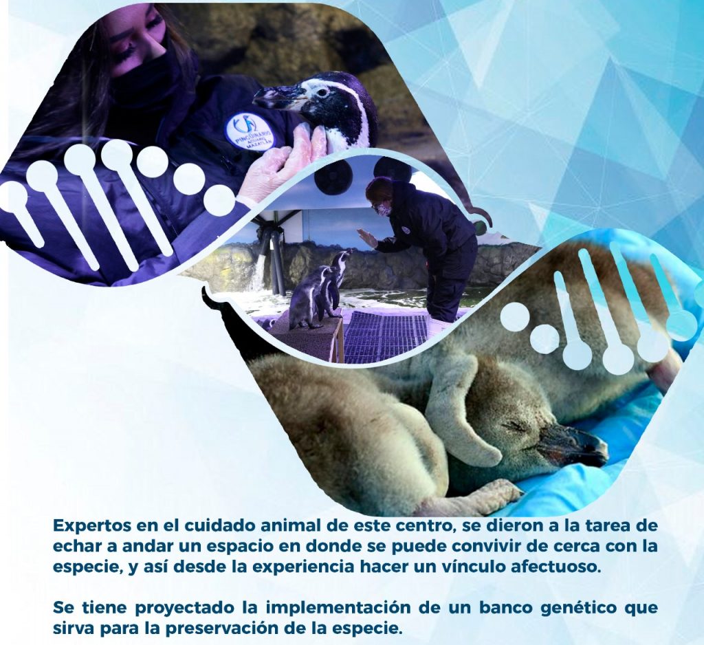 Fichas Técnicas pingüinario Acuario Mazatlán 2022 (9)