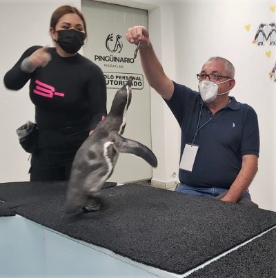 Saben les cuento mi Interacción con los Pingüinos de Humboldt en Acuario Mazatlán 2022 1