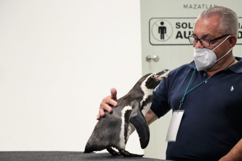 Saben les cuento mi Interacción con los Pingüinos de Humboldt en Acuario Mazatlán 2022 3
