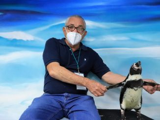 Saben les cuento mi Interacción con los Pingüinos de Humboldt en Acuario Mazatlán 2022