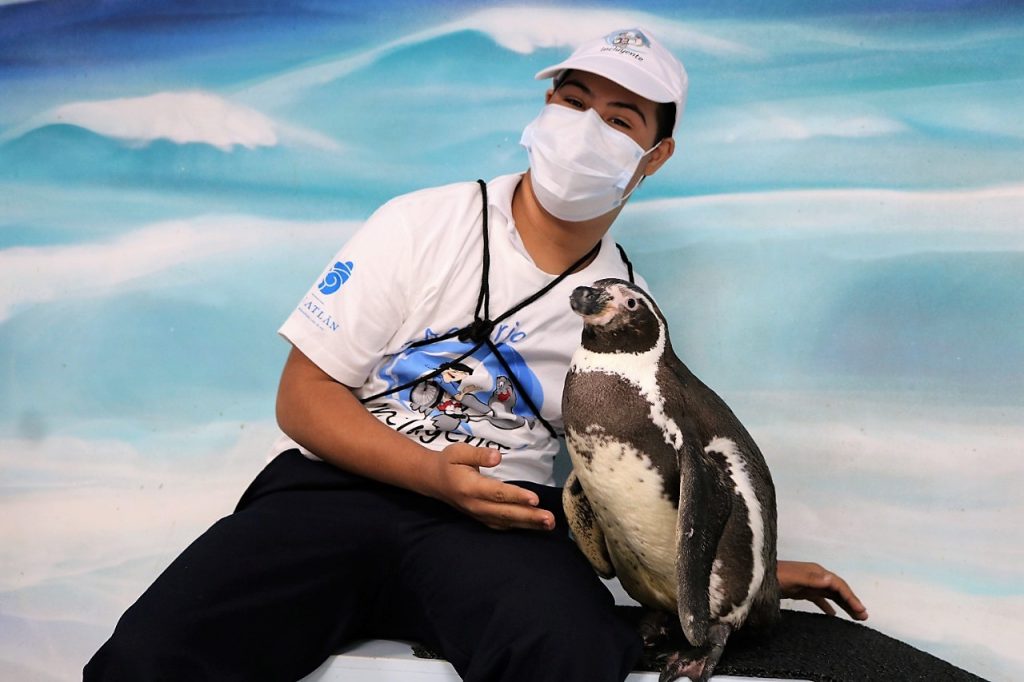 Celebra Acuario Mazatlán “Día Mundial del Pingüino”2022 1