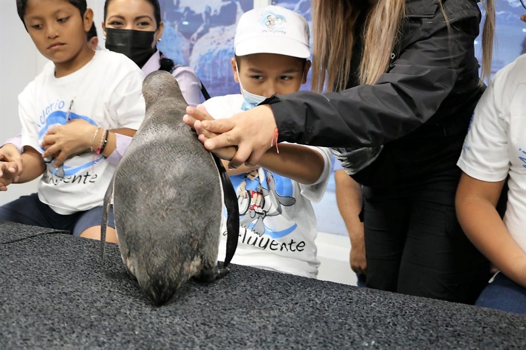 Celebra Acuario Mazatlán “Día Mundial del Pingüino”2022 4