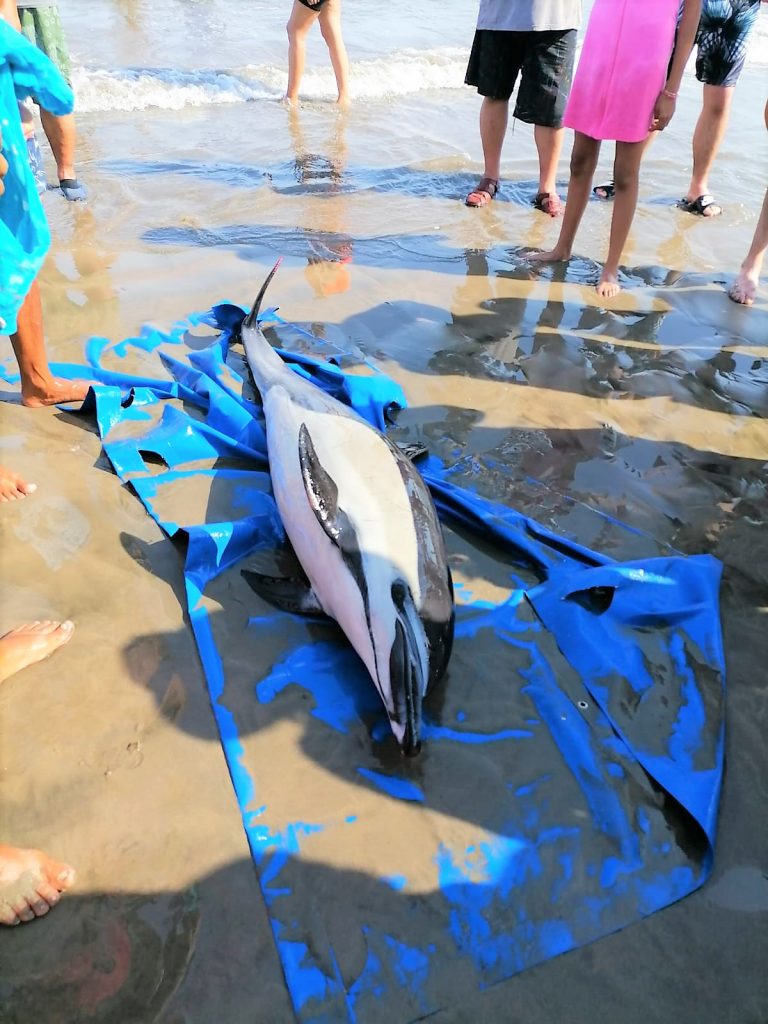 Atiende Acuario Mazatlán varamiento de delfín en la Isla de la Piedra 2022 1