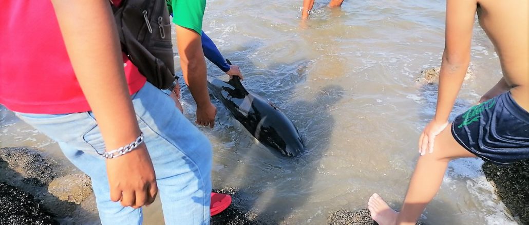 Atiende Acuario Mazatlán varamiento de delfín en la Isla de la Piedra 2022