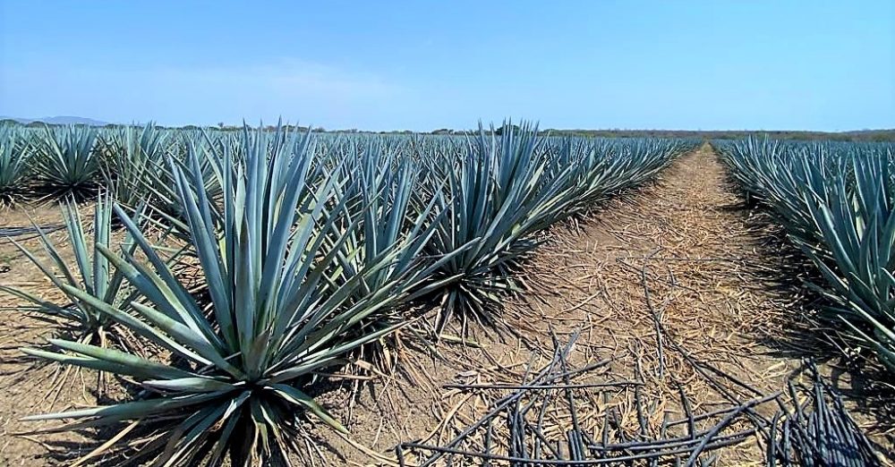 Producción de agave será un atractivo turístico en El Tecomate de Siqueros 2022 1