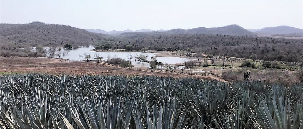 Producción de agave será un atractivo turístico en El Tecomate de Siqueros 2022