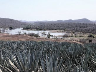 Producción de agave será un atractivo turístico en El Tecomate de Siqueros 2022
