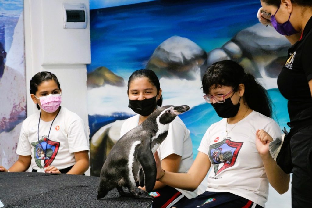 En Mazatlán Ahora Grupos Escolares Conviven con los Pingüinos 2022 2 a