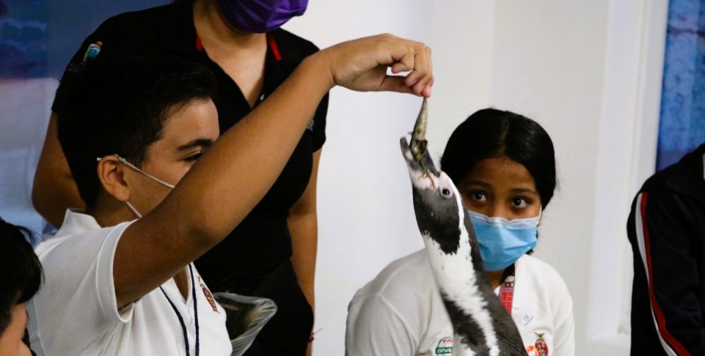 En Mazatlán Ahora Grupos Escolares Conviven con los Pingüinos 2022 a