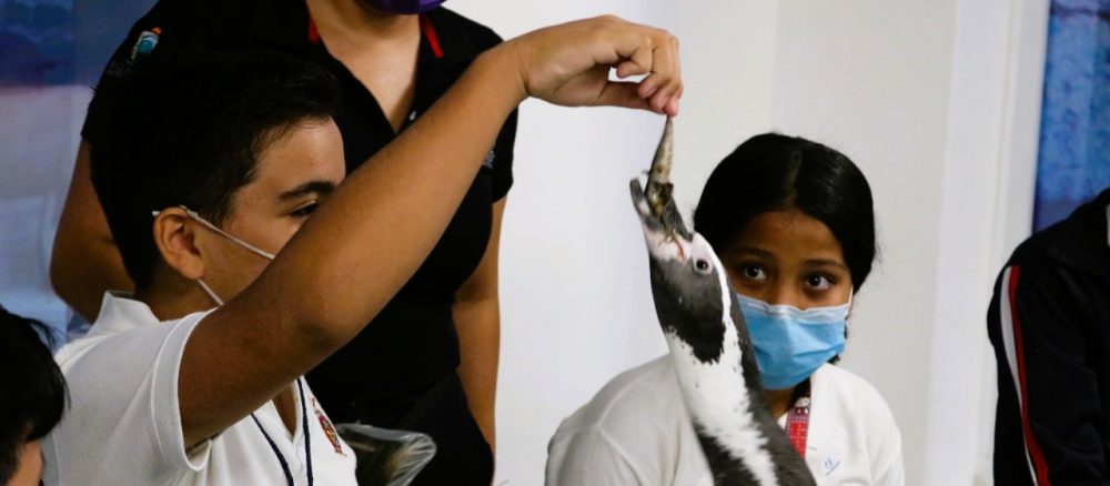 En Mazatlán Ahora Grupos Escolares Conviven con los Pingüinos 2022 a