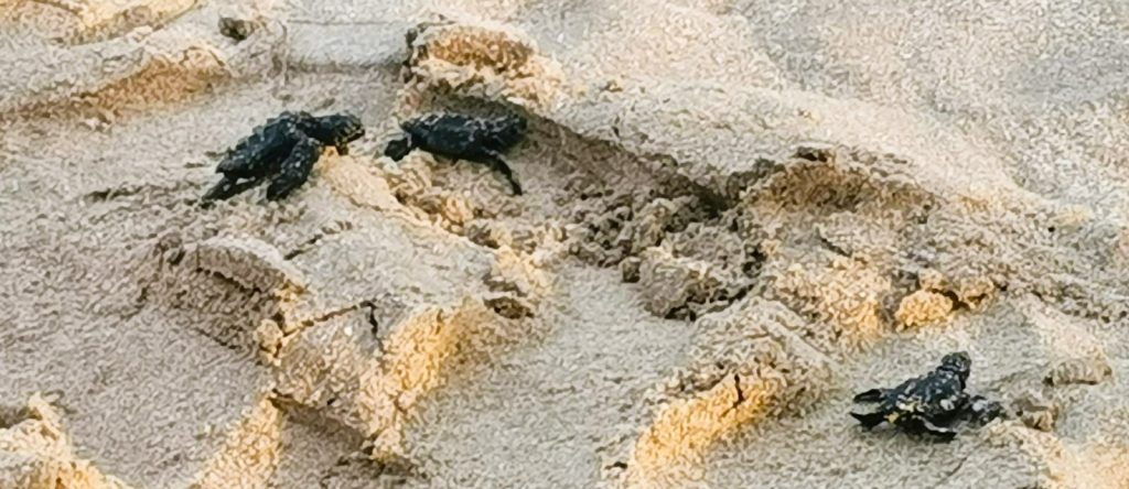 Inicia temporada de anidación de tortugas marinas en Mazatlán 2022 7 a