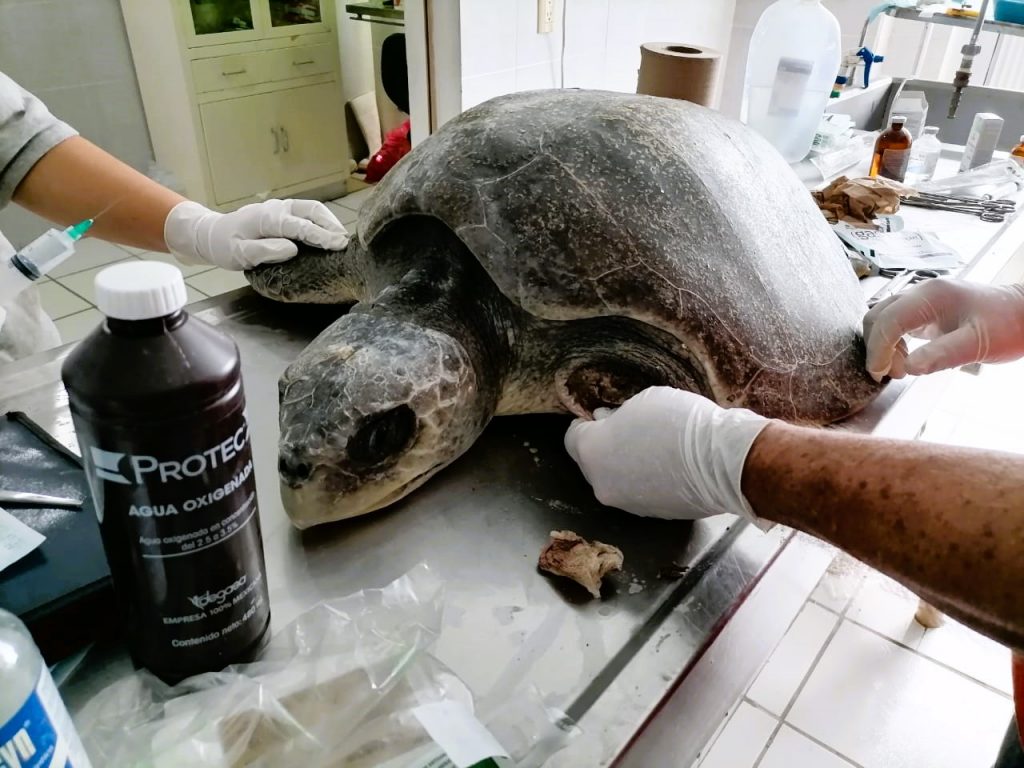 Recibe Acuario Mazatlán tortugas marinas rescatadas en Elota 2022 1 a