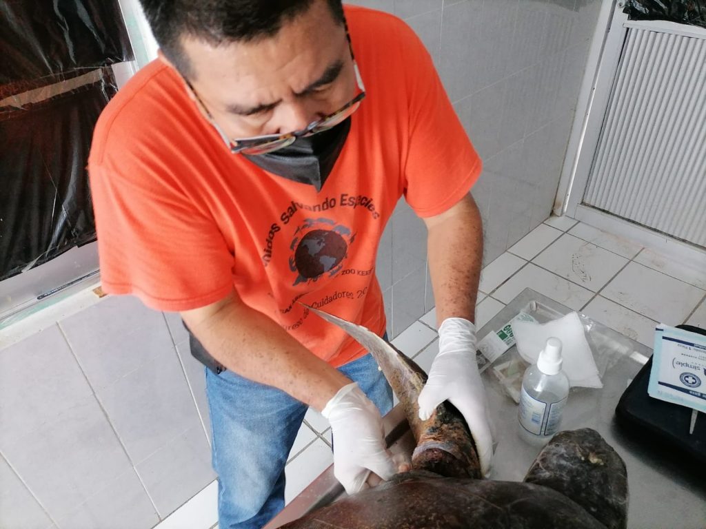 Recibe Acuario Mazatlán tortugas marinas rescatadas en Elota 2022 2