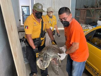 Recibe Acuario Mazatlán tortugas marinas rescatadas en Elota 2022 a