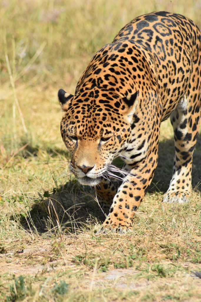 Día Mundial de la Conservación del Jaguar 2022 1