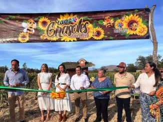 Inicia Temporada de Girasoles 2023 en Mocorito Pueblo Mágico