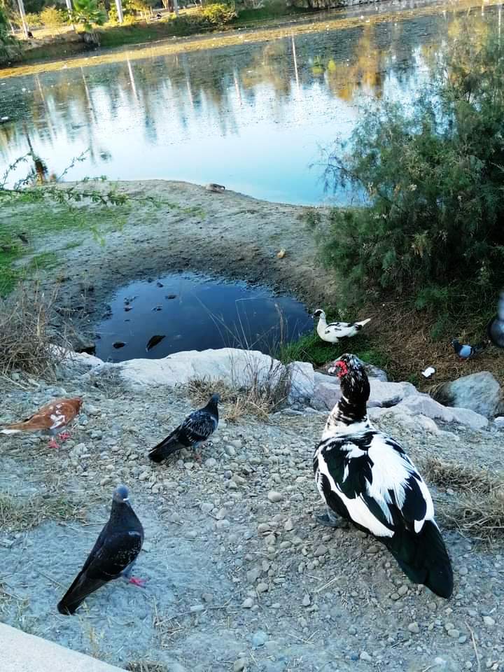Ecología invita a constructoras a limpiar la Laguna del Camarón 2023 2