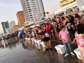 La Asociación de Hoteles 3 Islas junto con la Operadora y Administradora de Playas realizan evento de liberación de tortugas Mazatlán 2023