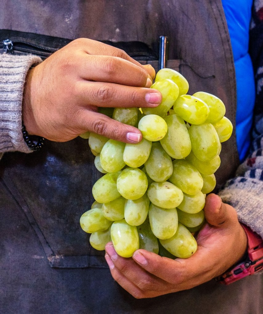 Garantiza Agricultura abasto de uva para festejos de Año Nuevo 2023 1