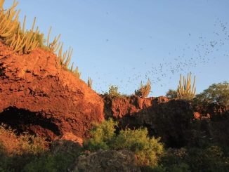 La Cueva de los Murciélagos Norte de Sinaloa Maviri 2024