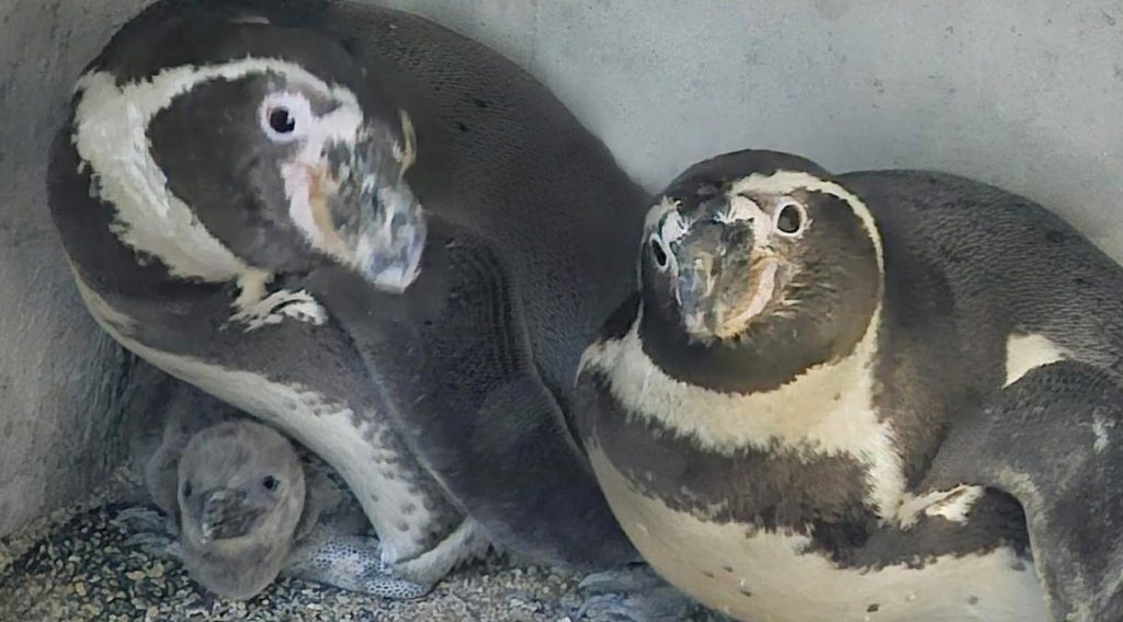 Nace el primer pingüino Humboldt ‘Patasalada’ en Mazatlán 2025 3