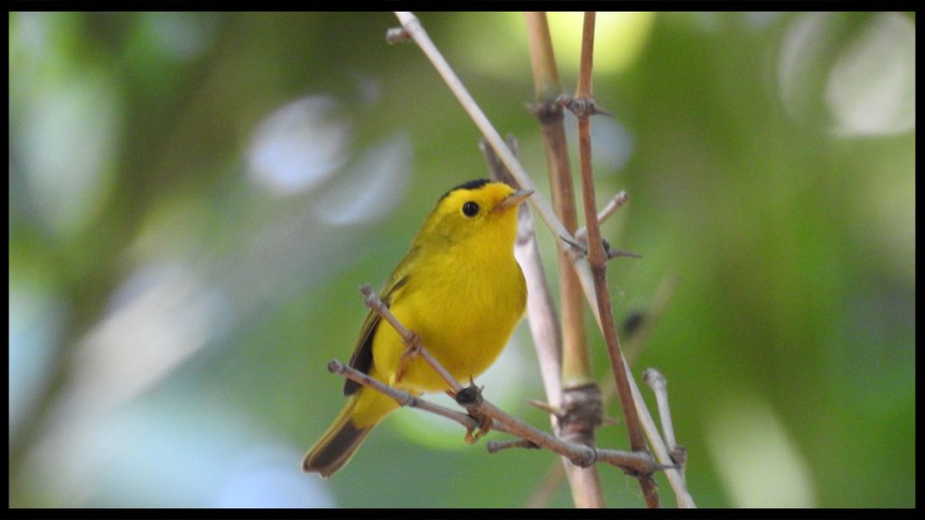 Jardín Botánico Culiacán y Parque Ecológico espacios vitales para las aves migratorias