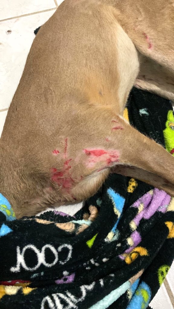 Hospital de la Fauna del Gran Acuario Mazatlán, un recinto de preservación de especies y apoyo a la ciudadanía 2025 1