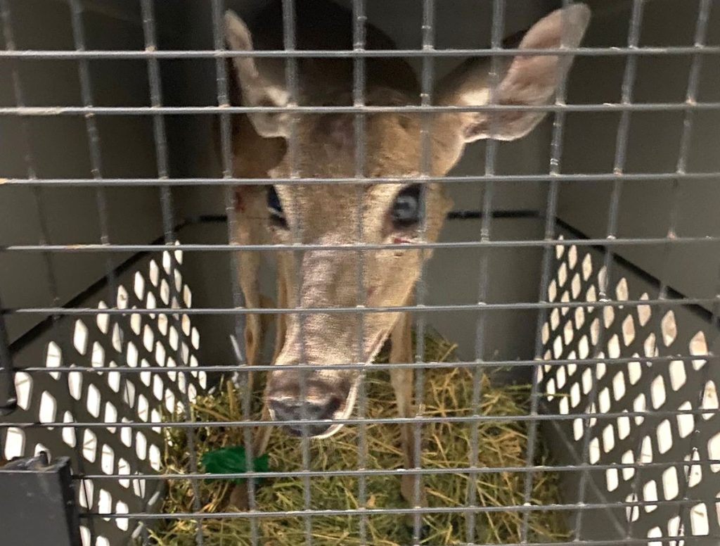 Hospital de la Fauna del Gran Acuario Mazatlán, un recinto de preservación de especies y apoyo a la ciudadanía 2025