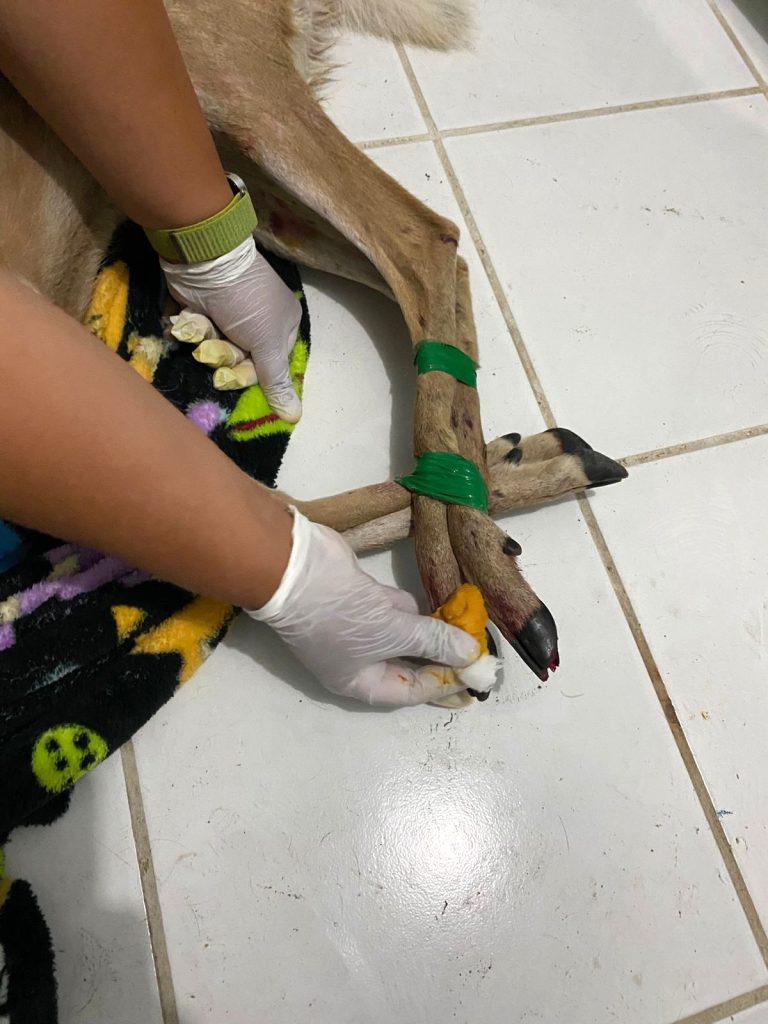 Hospital de la Fauna del Gran Acuario Mazatlán, un recinto de preservación de especies y apoyo a la ciudadanía 2025 2