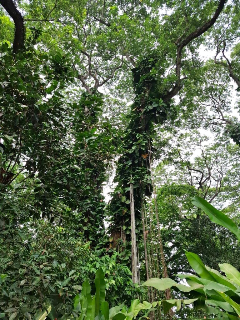 La AZCARM, El Aullido del Mono y población arrancan plan para salvar al mono saraguato en las selvas de Tabasco 2025 1