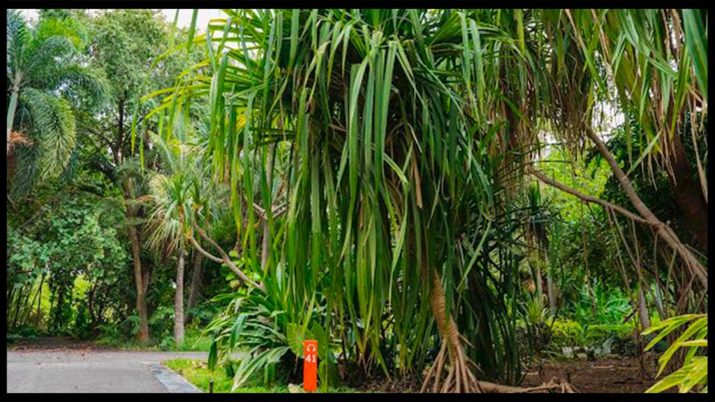 Conoce Pandanus, los árboles que caminan del Jardín Botánico Culiacán