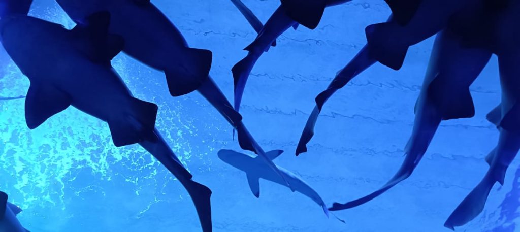 ¡Cierra el verano con una aventura inolvidable en Gran Acuario Mazatlán! 2025 d