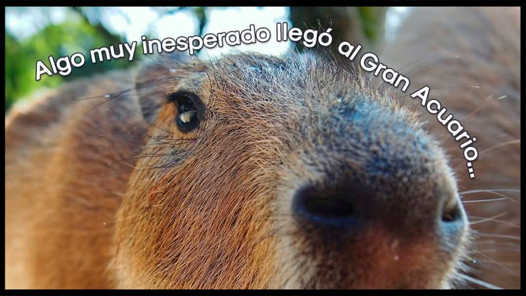 Capibaras, tiernos embajadores de la naturaleza en el Gran Acuario