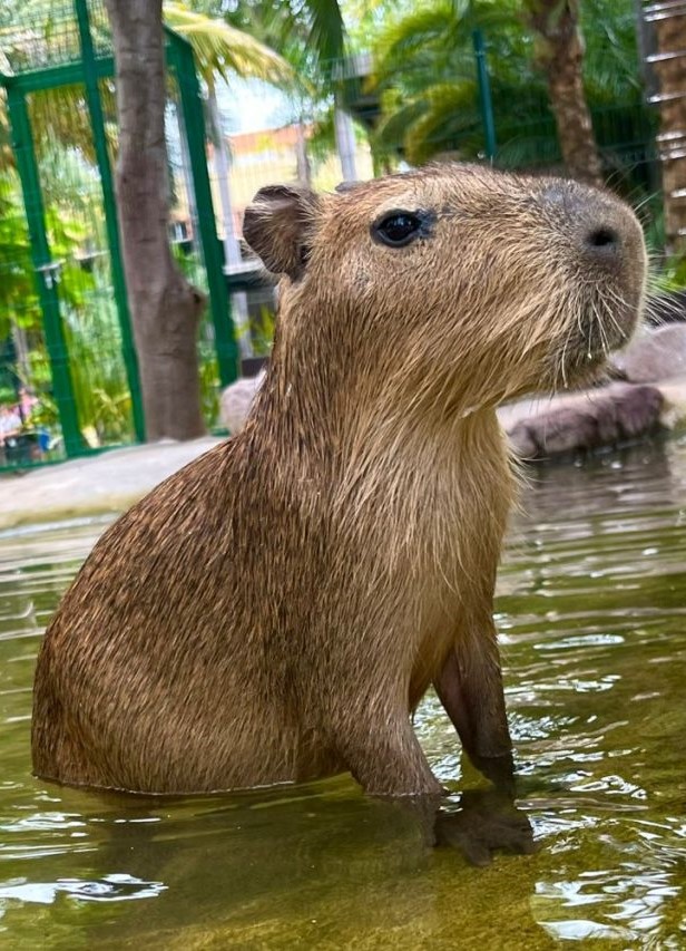 Capibaras-tiernos-embajadores-de-la-naturaleza-en-el-Gran-Acuario-7-1-e1755209627488-1024x853 a