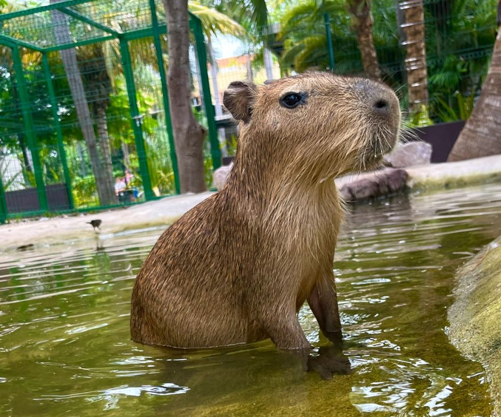 Capibaras, tiernos embajadores de la naturaleza en el Gran Acuario (7)