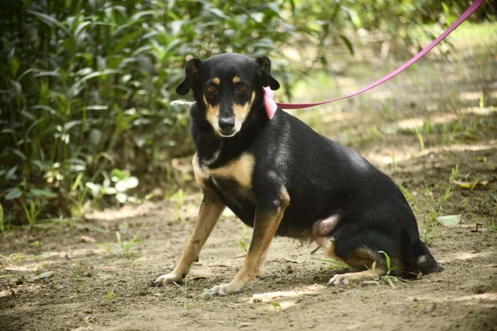 Invita Estrella Palacios a mazatecos a sumarse a la adopción de perros y gatos en ¡Huellitas del Bienestar (1)