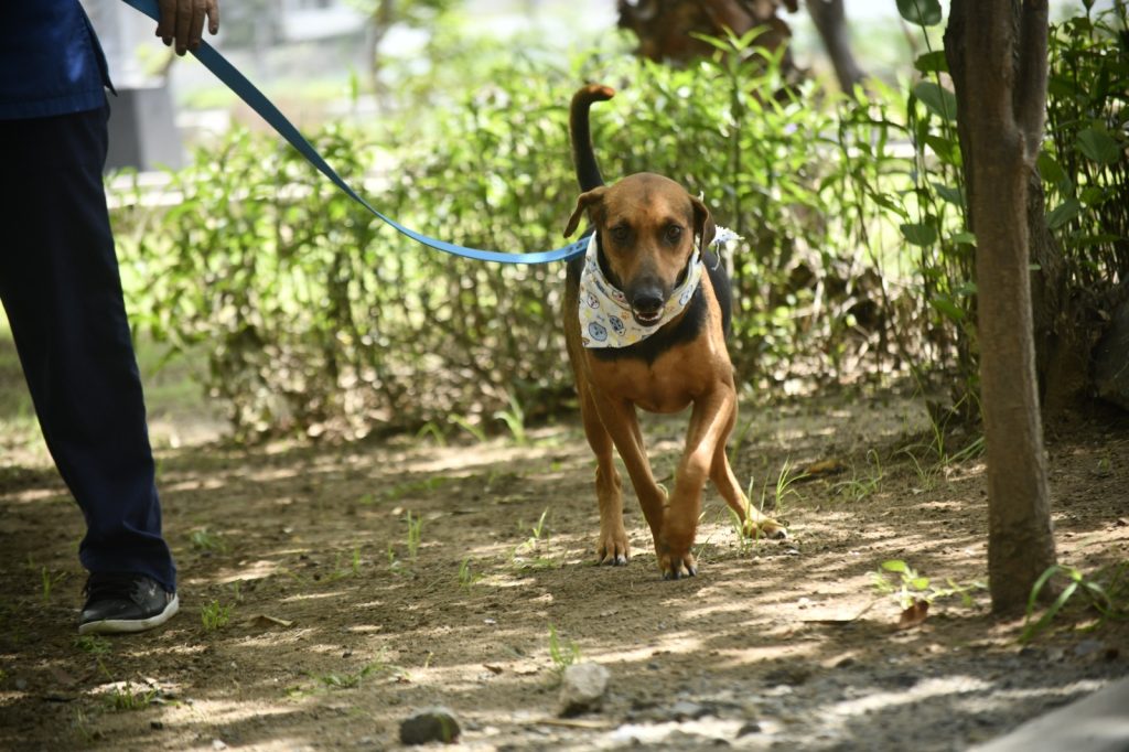 Invita Estrella Palacios a mazatecos a sumarse a la adopción de perros y gatos en ¡Huellitas del Bienestar (10)