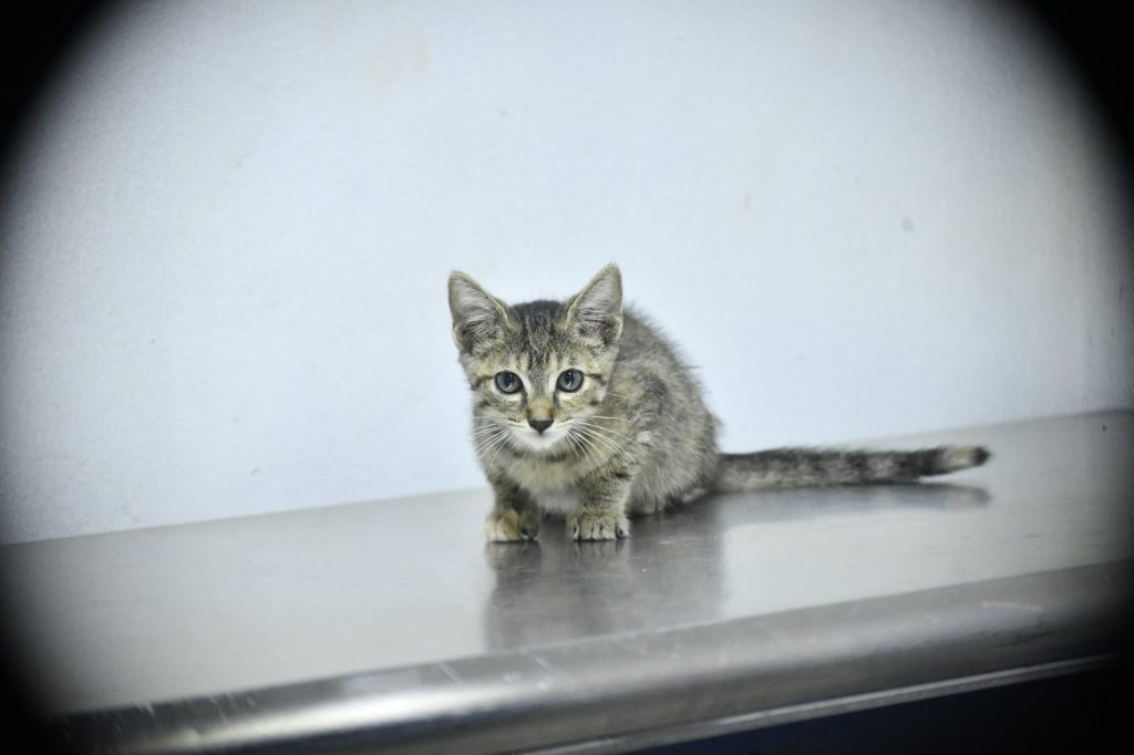 Invita Estrella Palacios a mazatecos a sumarse a la adopción de perros y gatos en ¡Huellitas del Bienestar (8)