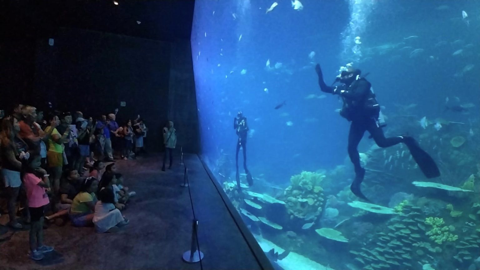 ¡Cierren el verano con una aventura inolvidable en Gran Acuario Mazatlán! ¡Cierra el verano con una aventura inolvidable en Gran Acuario Mazatlán! 2025